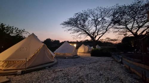 Phaya Yen Other | Cat A Camp - Khao Yai