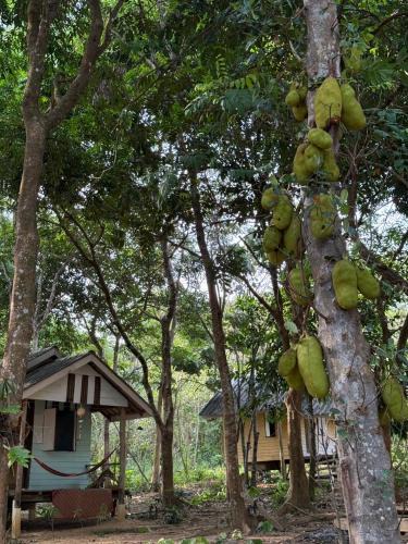 Ranong Cabin | Eternal Forest Beach Bar&Bungalow