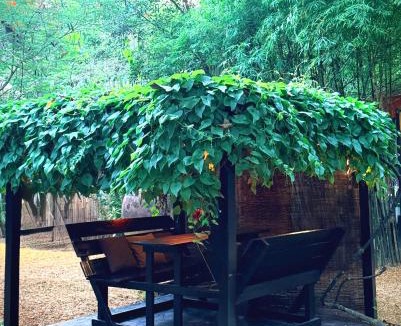 Hin Hong Resort | Alcove Bungalow