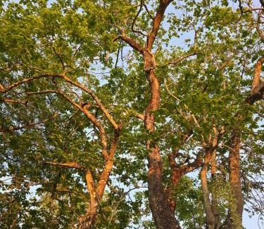 Nakhon Nayok House | Lazy Daisy Nakhon Nayok