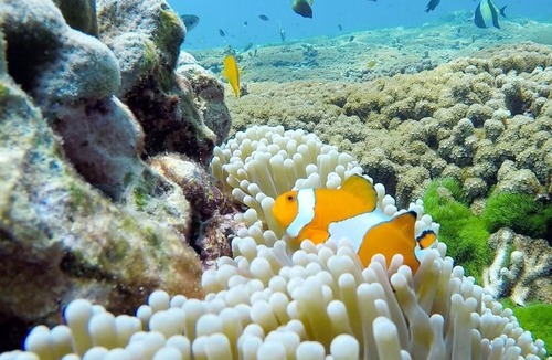 Krabi Boat Rental | TOUR AND TRAVEL PAKAGE AO NANG KRABI