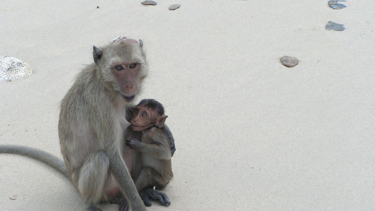 Photo of Others in Sam Roi Yot