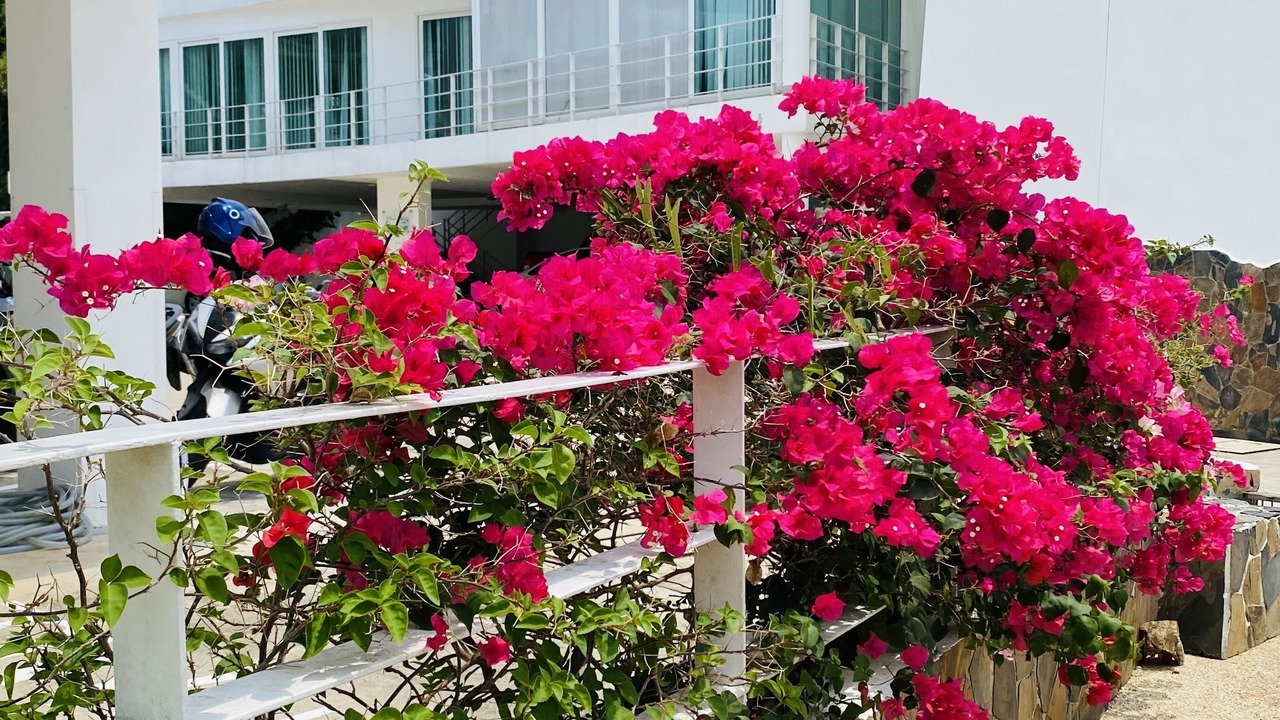 Photo of Outdoor in Karon