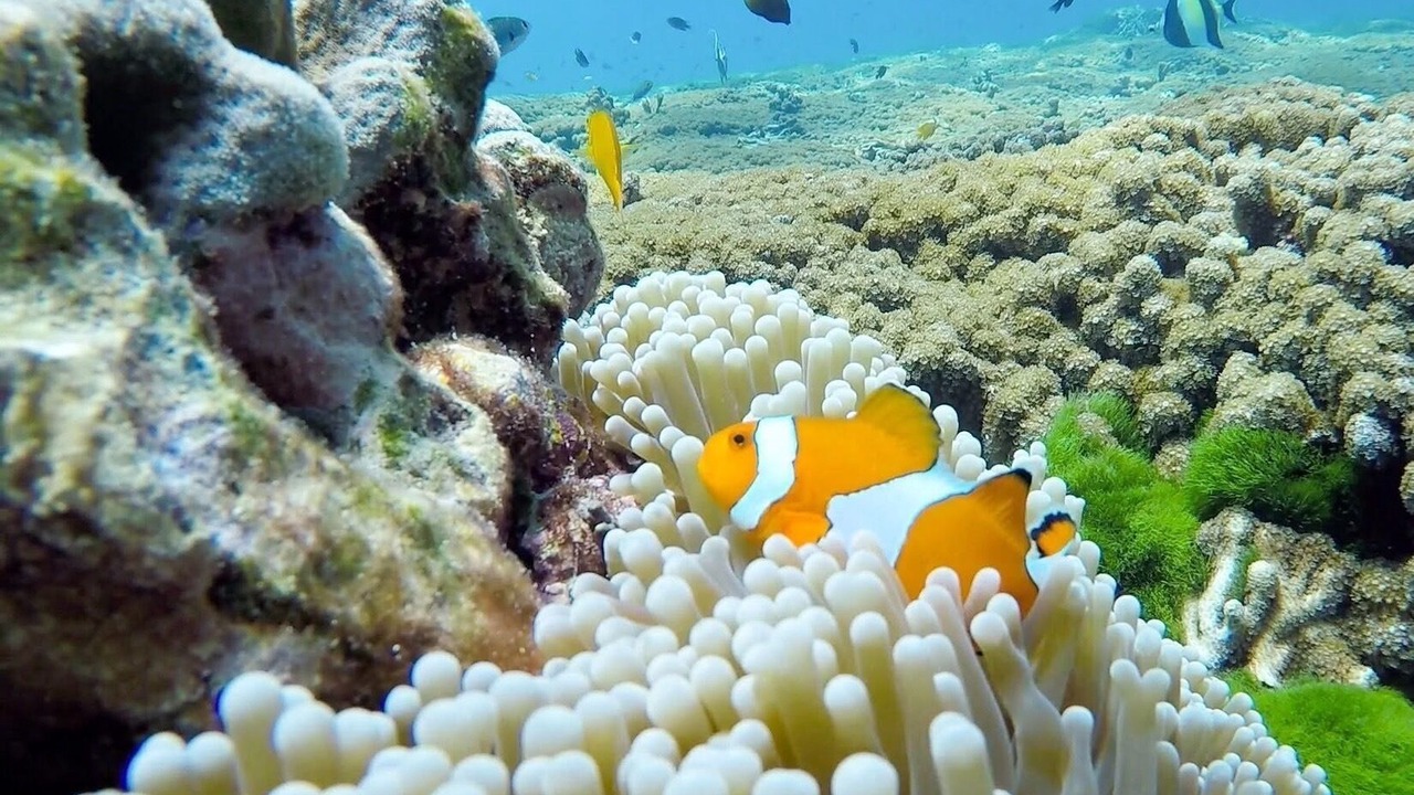 Photo of Others in Krabi