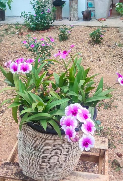 Photo of Outdoor in Saphli