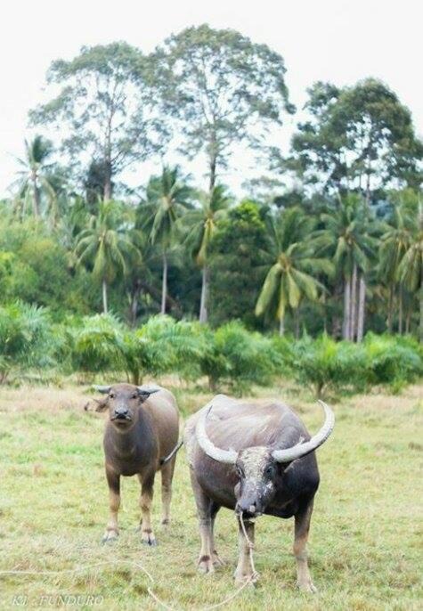 Photo of Others in Khanom
