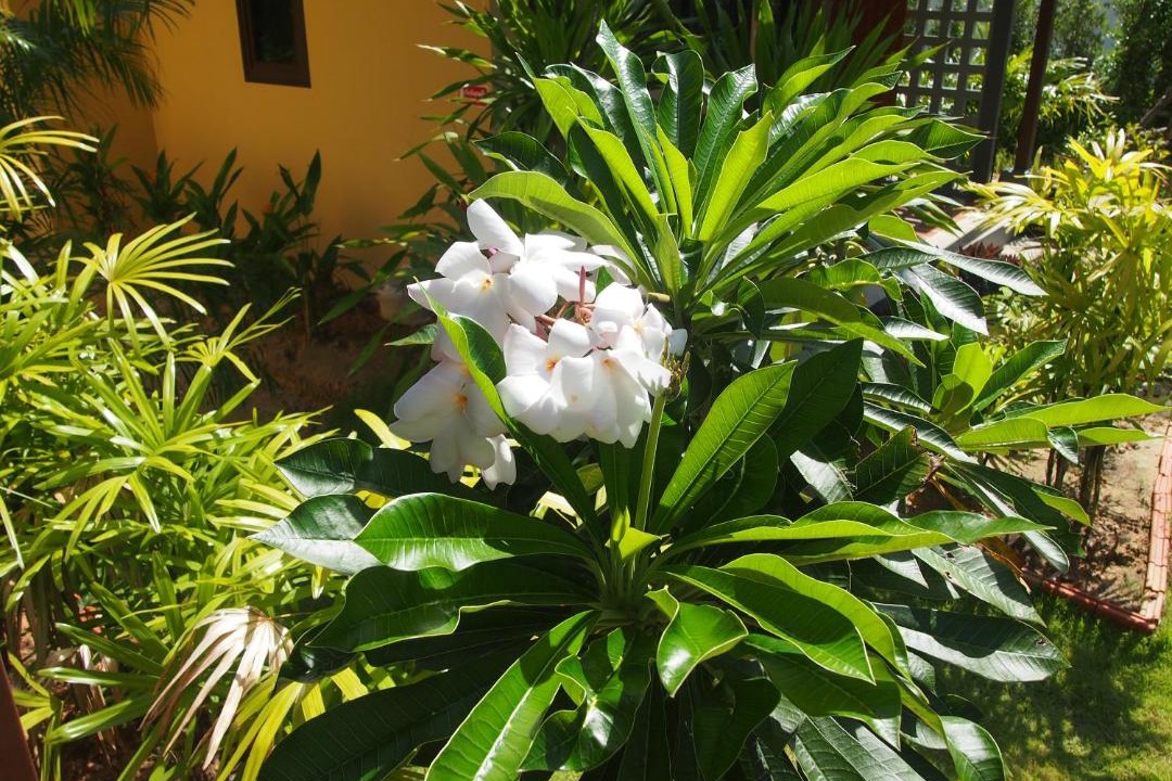 Photo of Others in Khao Lak