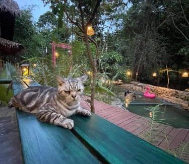 Ron Phibun Resort | Baanmon Camping บ้านม่อนแค้มปิ้ง ร่อนพิบูลย์ นครศรีธรรมราช